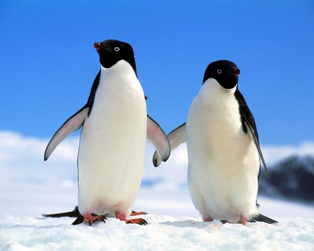 CentOS Linux系统免费安全工具(nmap、Wireshark、ClamAV、Lynis、OpenVAS)